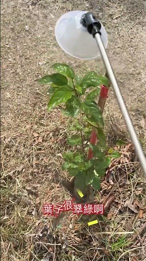 種了一年多的蘋果樹，不知道什麼時候才吃得到他的果實？話說年紀到了很像都喜歡過起田園生活朋友們你們也喜歡嗎？