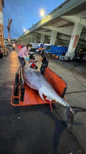 16K views · 168 reactions | the biggest bluefin tuna auction in taiwan — midnight chaos and excitement! #bluefintuna #taiwanmarket #seafoodauction #fishinglife #nightvibes | 94愛七桃 | Facebook