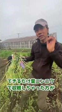 葉ニンニク作りました#農業 #無農薬#貴山農園 #有機農業