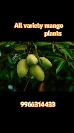 "All Mango Varieties Explained | Best Mango Plants for Your Garden"