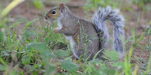 Squirrel season begins in West Virginia