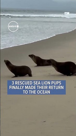 Watch: Rescued sea lion pups return to Pacific Ocean