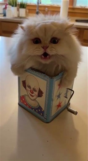 This scaredy cat's jack-in-the-box reaction! 🙀🐱 #cat #aivideo