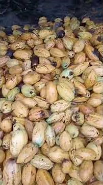 POR QUE O CACAU É A FRUTA MAIS GOSTOSA DA AMAZÔNIA? 😱🍫