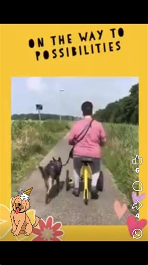 The Alinker walking bike is a proud companion of #dogs .. #dogwalking with a #mobilityaid got that much easier 🐶🐕. #alinkerwalkingbike | The Alinker USA & Canada
