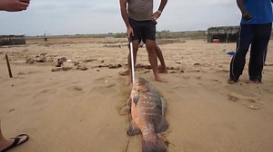 427K views · 3.4K reactions | Olha só esta pescaria de Praia em Angola amigos, o bitelo deu um cansaço nos amigos, o parceiro me disse que era um Pargo de 23 Kg mas fiquei na duvida, me parece uma Caranha. Parabéns amigo belo peixe parceiro pegar um gigante destes na beira da praia não é facil !!! Curtam a pagina Pescadores De Plantão amigos www.facebook.com/pescadoresdeplantaooficial Se inscrevam em nosso canal no YouTube: goo.gl/84rtPM | Pescadores De Plantão | Facebook