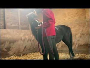 First Time Picking a Wild Pony's Feet Out