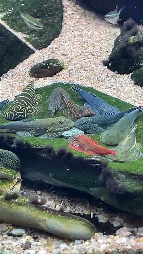 How to Set Up the Perfect Catfish Aquarium