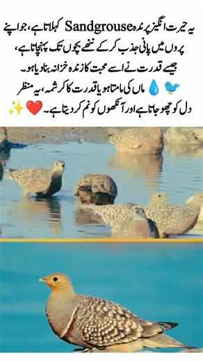 WATER in wings?🐦💧This bird carries WATER in its wings…for its babies 😳❤️#shortsviral#foryou#trending