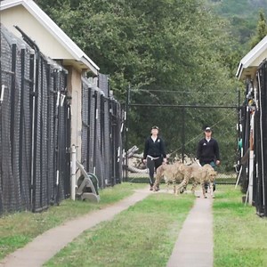 Herding cats may be an expression used to signify something difficult, but here at Fossil Rim it is one of the reasons why our cheetah breeding program is so successful! Carnivore staff move our cats from different enclosures to identify whether a female is in estrus and ready for a male to breed her. One way is to move a female down an alley affectionately referred to as "lovers lane", and have her pass by suitable breeding males to see if she gives off any reaction. Another way is to move a fe