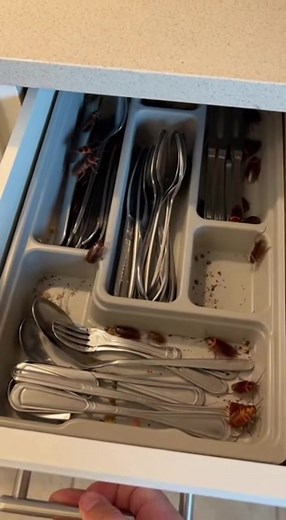 Pest Control: Effective Cockroach Removal Tips