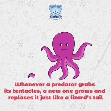Do you know? In the 2010 Football World Cup, Paul, the octopus, made eight predictions about which team would win the specific matches, and all the predictions were accurate. For more interesting insights, follow us. . . . . . #stfx #school #schools #schoolinkolkata #student #octopus #octopusfacts #seaanimals | St Francis Xavier School, Kolkata