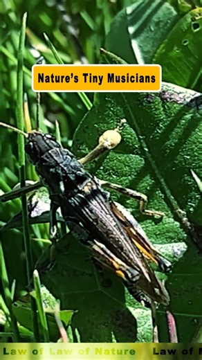 Mik Mik Jalosjos on Instagram: "How Grasshoppers Sing"