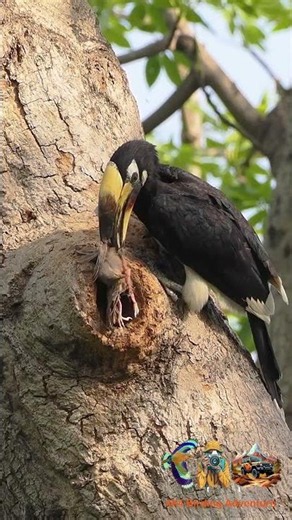 Fresh Kill Delivery! Pied Hornbill