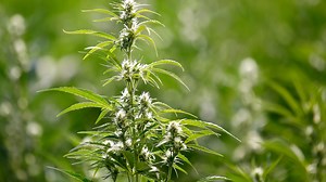 OMMA mistakenly interprets legislation, pushes back marijuana business license moratorium