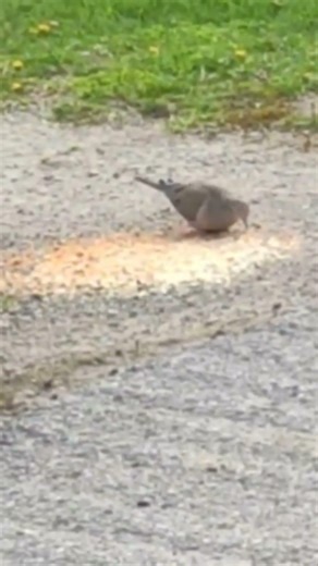 How many pecks did this mourning dove do? #shorts