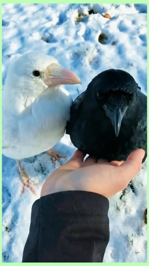 White Crows Exist — And They Almost Never Survive#crows #wildlife
