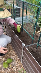 Spring na dito, itanim ko na tong chocos(sayote) let see kung mabuhay to sa amin kasi pang tropical naman tong sayote gusto nila warm 😊 #happyplantingeveryone #HappyPlanting #gardening #highlight #backyardgarden #GardenLovers | Simply Tine