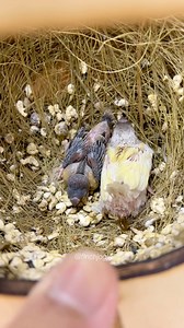 A quiet check inside the nest box. Young Gouldian finch chicks in yellow and green mutations are growing steadily. Each day brings stronger feathers, clearer colors, and signs of healthy development. Patience and careful care shape their journey toward adulthood. #fblifestyle #birds #gouldianfinch | Indra Prihantoro