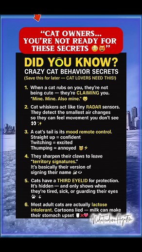 Understanding your cat = happier, calmer, smarter pet 😻💛 These hidden behaviors explain EVERYTHING. #CatFacts #CatBehavior #DidYouKnow #CatLovers #CrazyCatFacts #FYPシ #ReelsViral #ViralReels #TrendingReels #FunFactsReels #PetSecrets #CatMomLife #CatDadLife #highlighteveryone #everyoneシ゚ #viralpost2025 #fblifestyletyle #fblifestyle #fypシ゚ #facebookviral | Nida Teodoro Agustin
