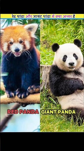 Red Panda vs Giant Panda | Difference Between Two Bamboo Lovers