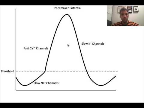 BIOL 2331 - Pacemaker Potential Cardiac Potential ECG