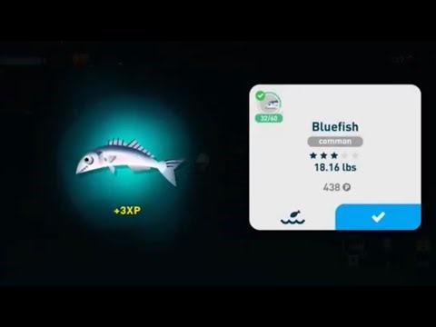 Bluefish Location - Creatures of the Deep