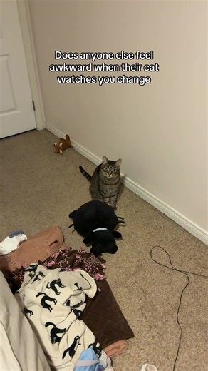 Bro Fatboy Is So Fat — Relatable Cat Moments