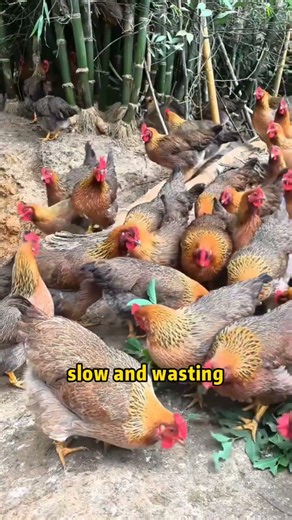 Easy Chicken Farming: 3 Key Hacks