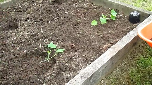 The Best way to Plant out Squashes - Provide water, warmth and no weeds!