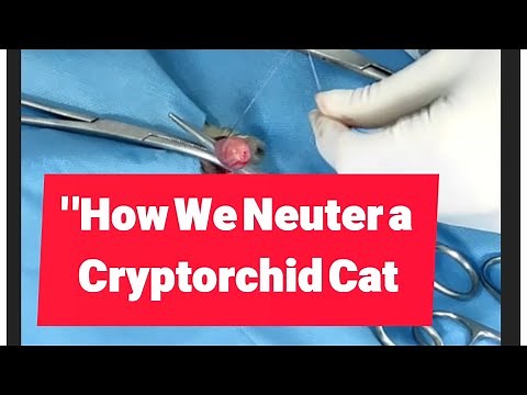 How We Neuter a Cryptorchid Cat: Step-by-Step Guide