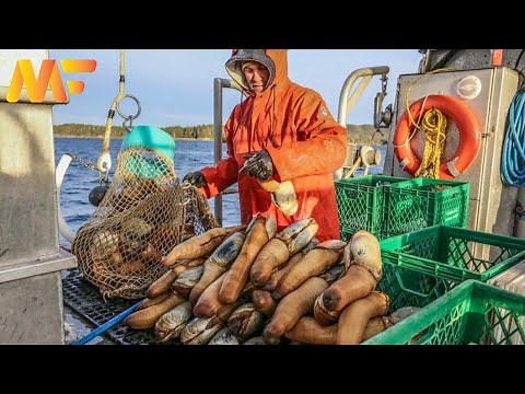 Amazing Geoduck Aquaculture And Harvesting | How To Geoduck Harvest At Sea | Modern Farm➤#28