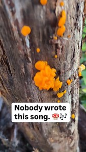 120K views · 1.5K reactions | Tune into the eerie sounds of a PlantWave connected to this orange fungus.  PlantWave translates electrical signals in plants and mushrooms into music using patented sonification technology. Think of it like a wind chime for plant life—you choose the instruments, and nature plays the melody. Find nature’s song with PlantWave! Learn more at PlantWave.com #plantwave #mushroom #mushroommusic #fungi #orangeslime | PlantWave | Facebook
