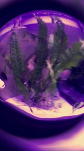 The bumblebee Cichlid is doing great a little over a week in the tank! This is its first water change 💧 | Dee Fish Keeper