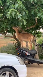 👊🇩🇿🐐😆 | Map Of Algeria