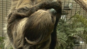 7.6K views · 256 reactions | Meet the two furry couples that the Smithsonian’s National Zoo hopes will make a love connection and bring babies to the zoo soon! https://bit.ly/38veno1 | WUSA 9 | Facebook