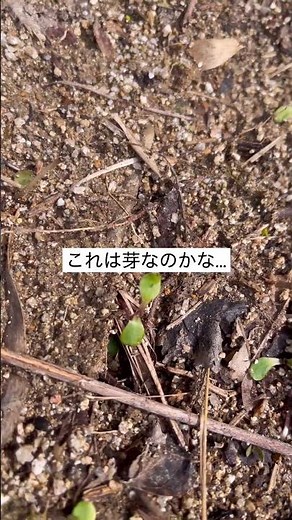 ひまわりの種蒔き1週間経過