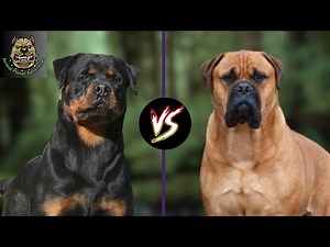 bullmastiff vs rottweiler : Which one is preferred ?