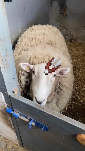 How to shear your sheep 101✂️ #sheep #sheeptok #animation #minecraft #sheepshearing #minecraftsheep