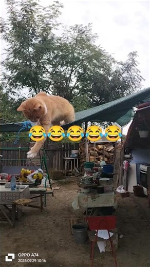 când pisica nu e acasă joacă șoarecii pe masă #hit #dj #cover