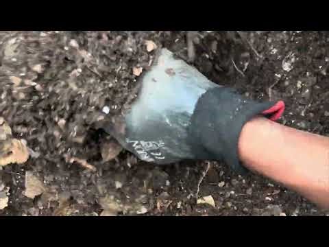 Propagation of Crispy Wave Fern! Nursery tips and tricks! Plant care! Foliages!