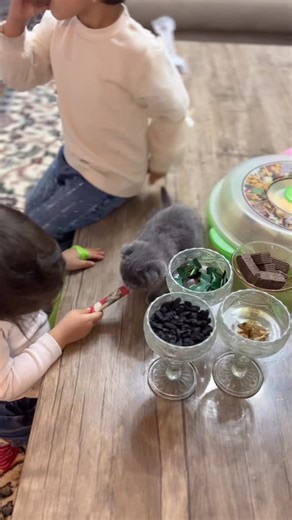 Musi 🩶 on Instagram: "#cat #cats_of_instagram #mushuklar #scottish #cats_of_world"