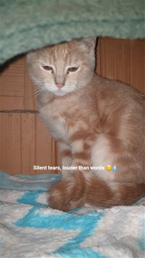Silent tears, louder than words 😔💧 #kitten #cat #catreels #cute #catlife #cats #catperson