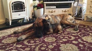 Love comes in all sizes... | Konrad The Great Dane