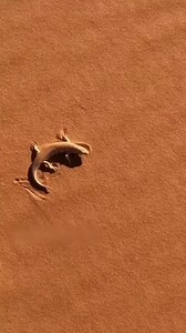 Did you know? Sandfish can burrow into sand at speeds of up to 1 meter per second! a master of disguise and digging. #naturelovers #nature #warthog #trendingreels #wildlife #explore #fypシ゚viralシ #animals #trending #fyp #fbreels #highlights #sandfish #desert #crawling | Nature Adventure