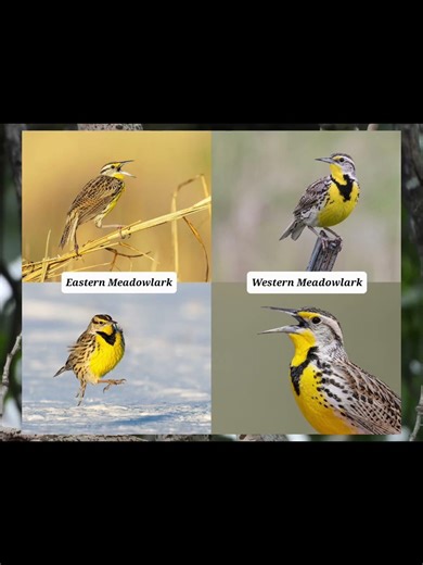 New bird spotlight: Western Meadowlark! Hope you enjoy!