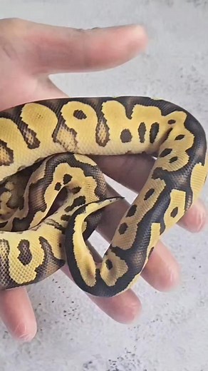 Stay motivated! #motivation #inspiration #dreams #Reptilepit1 #python #pythonregius #pythonprojects #royals #snake #snakebreeder #reptilearmy #reptilefanatics #reptilerealm #ballpython #ballpythonsnake #bambino #breeders #reptiles #reptilesofyoutube #reptilesofinstagram #reptilesoftiktok #reptilelover #breederslife #genes #live #combo #animals #worldsfirst #exclusive #snakevideo #viralvideo #trending #fyp #fypシ゚viral | Reptilepit