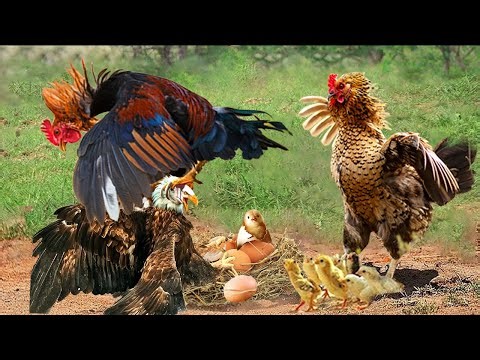 Unbelievable! The Hawk Lose Miserably Under The Power Of The Mother Hen When Protecting The Chicks