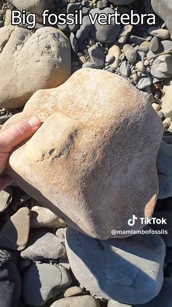 one of the largest fossil vertebra I've found. I'm guessing it's from a pliocene aged whale #fossil #whale #bone #rock