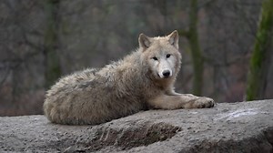 Download Arctic wolf in zoo for free